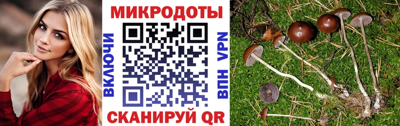 MEGA вход  Томмот  Псилоцибиновые грибы Psilocybine cubensis 